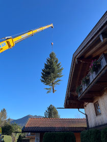 Baumabtragung - Baumschnitt - Problembaumfällung
