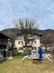 Baumabtragung - Baumschnitt - Problembaumfällung